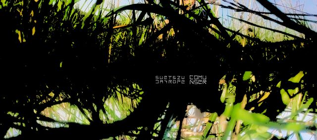 Suetszu and jayrope hopping around surrounded by high gras.